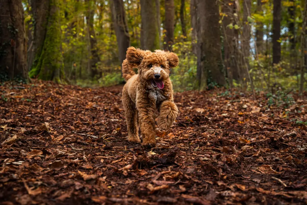 5 Tipps für die Hundefotografie