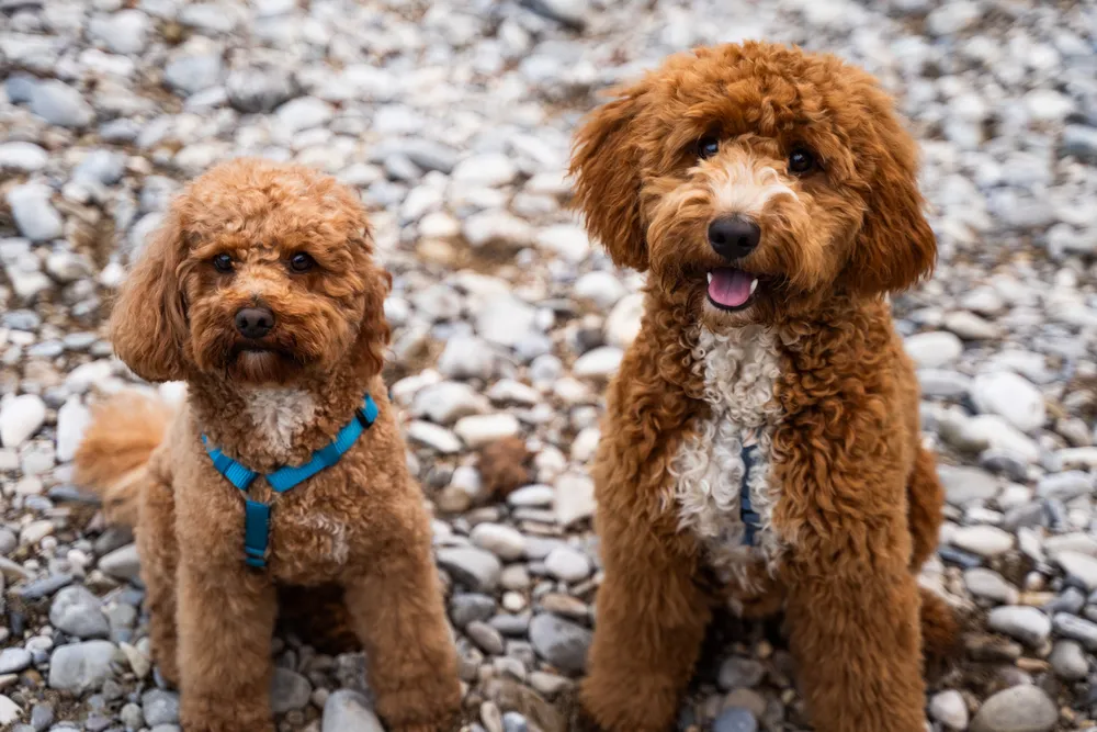 Hund beim Fotoshooting – Geschenkgutschein Hundefotografie München