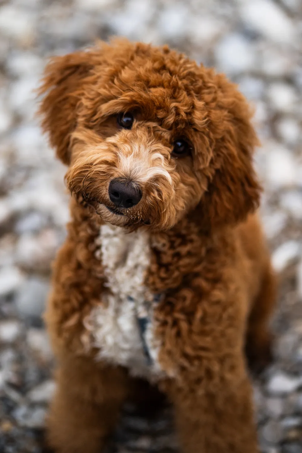 Hundefotografie München