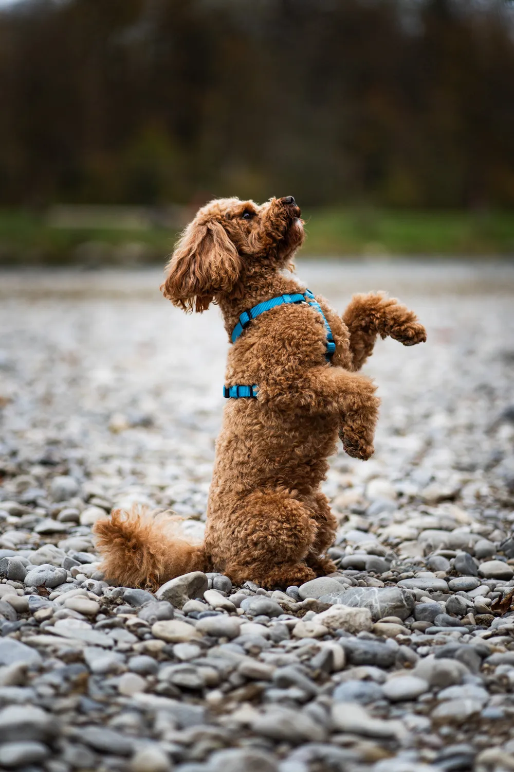 Hund im Herbst – natürliche Hundefotografie München