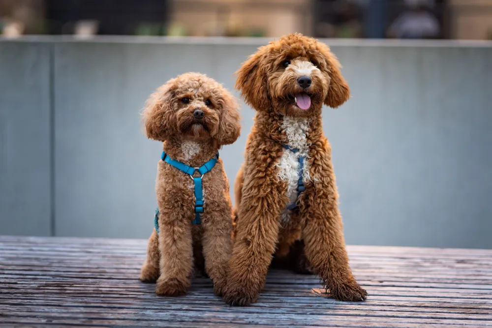 Leah mit Charlie & Balu