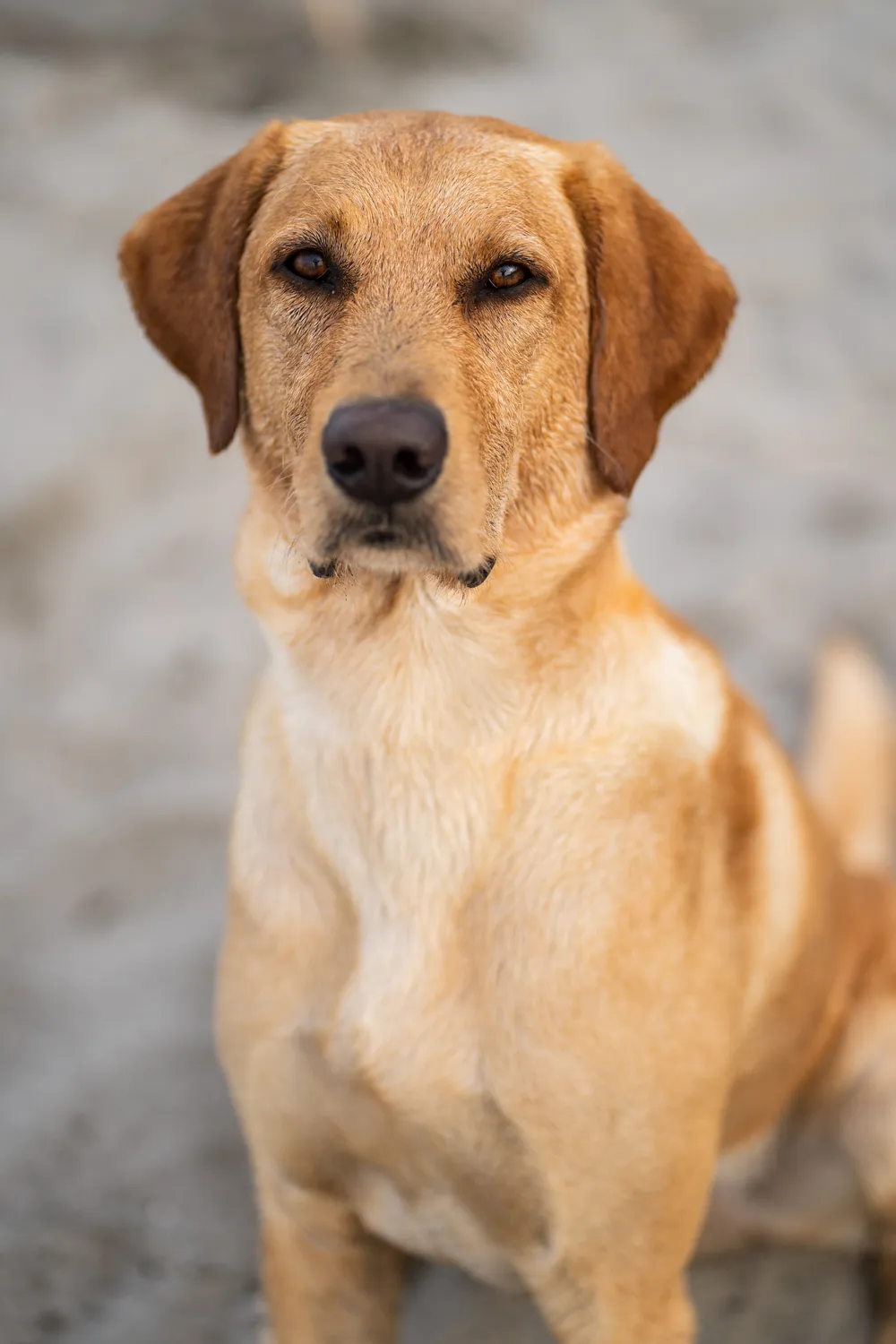 Hund am Wasser – natürliche Hundebilder München