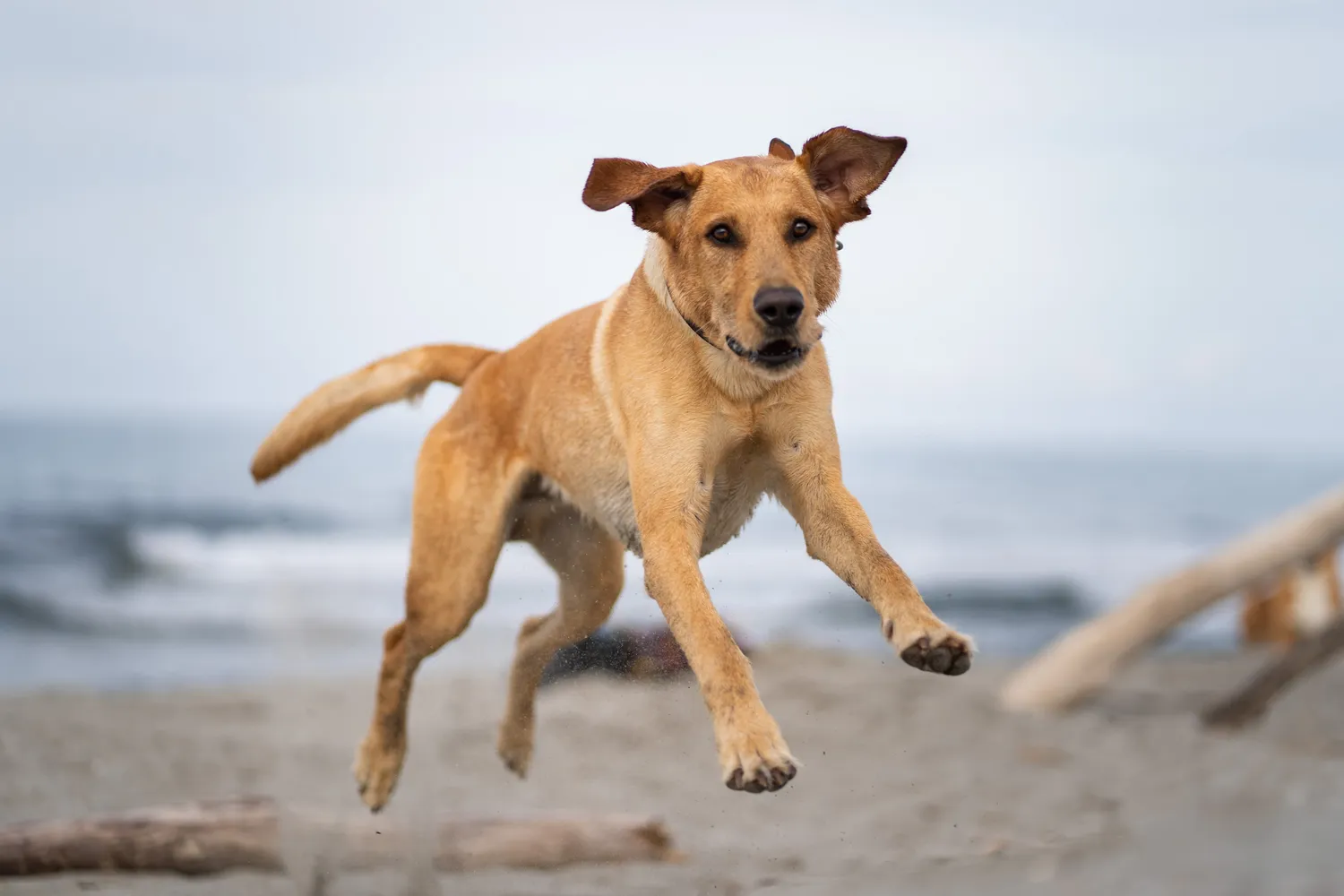 Dog in soft morning light – light and perspective for action shots