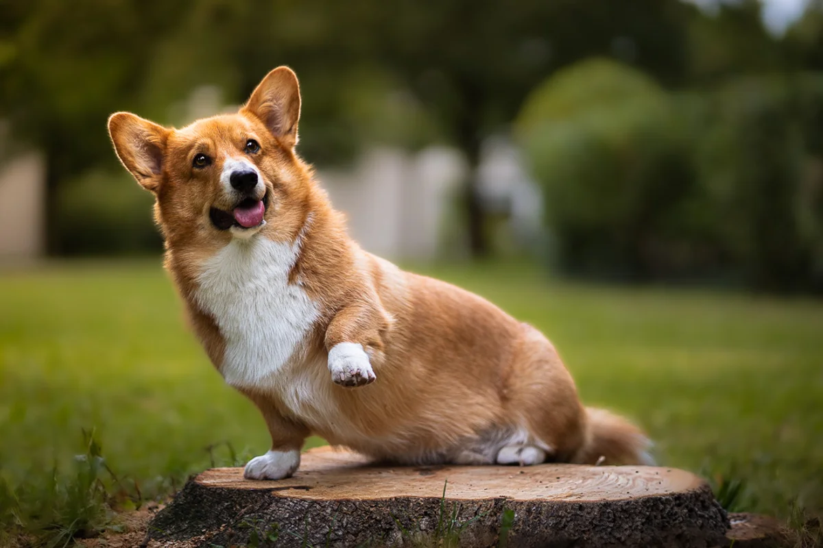 Hundefotografie München