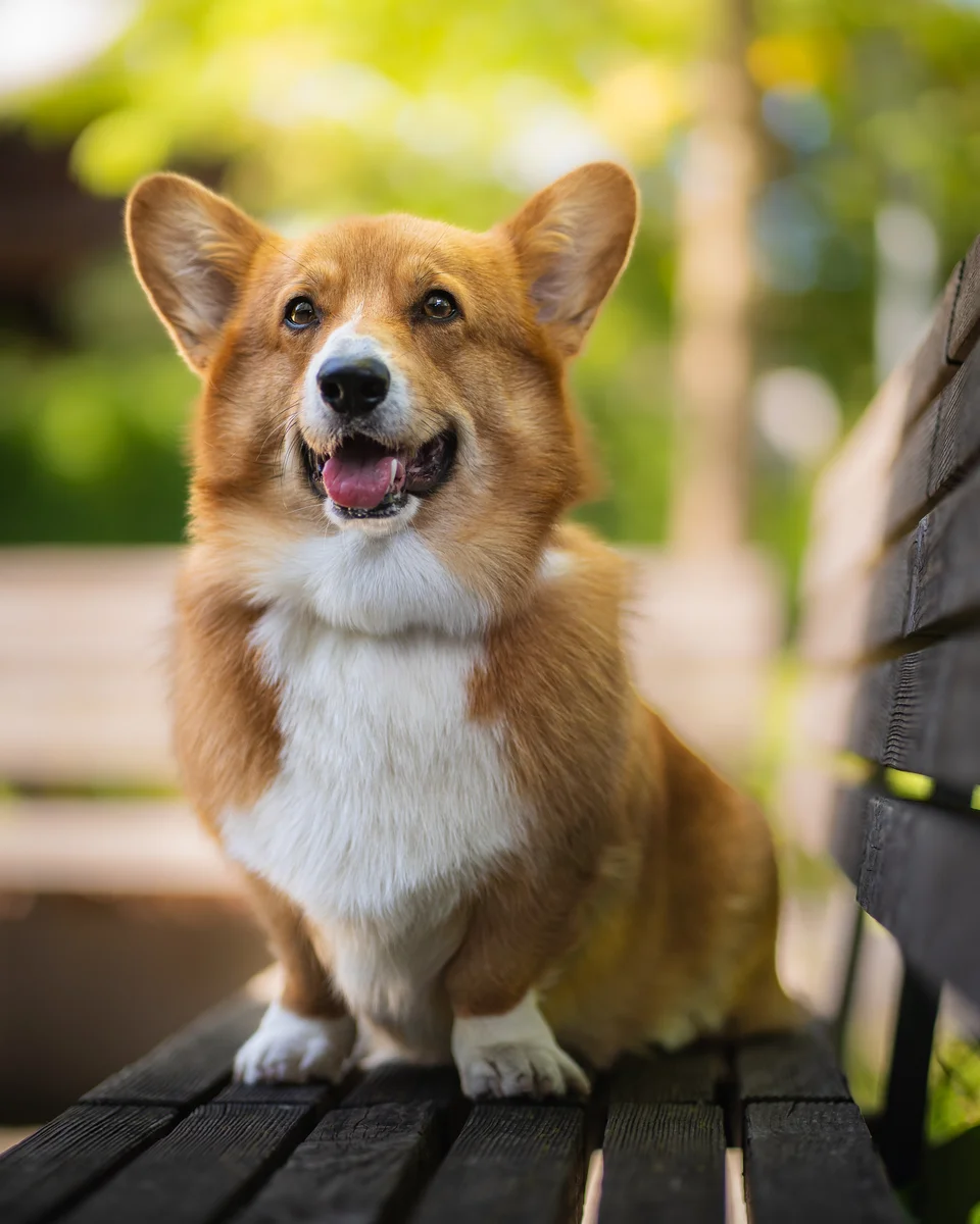 Hund beim Spaziergang – natürliche Hundefotos
