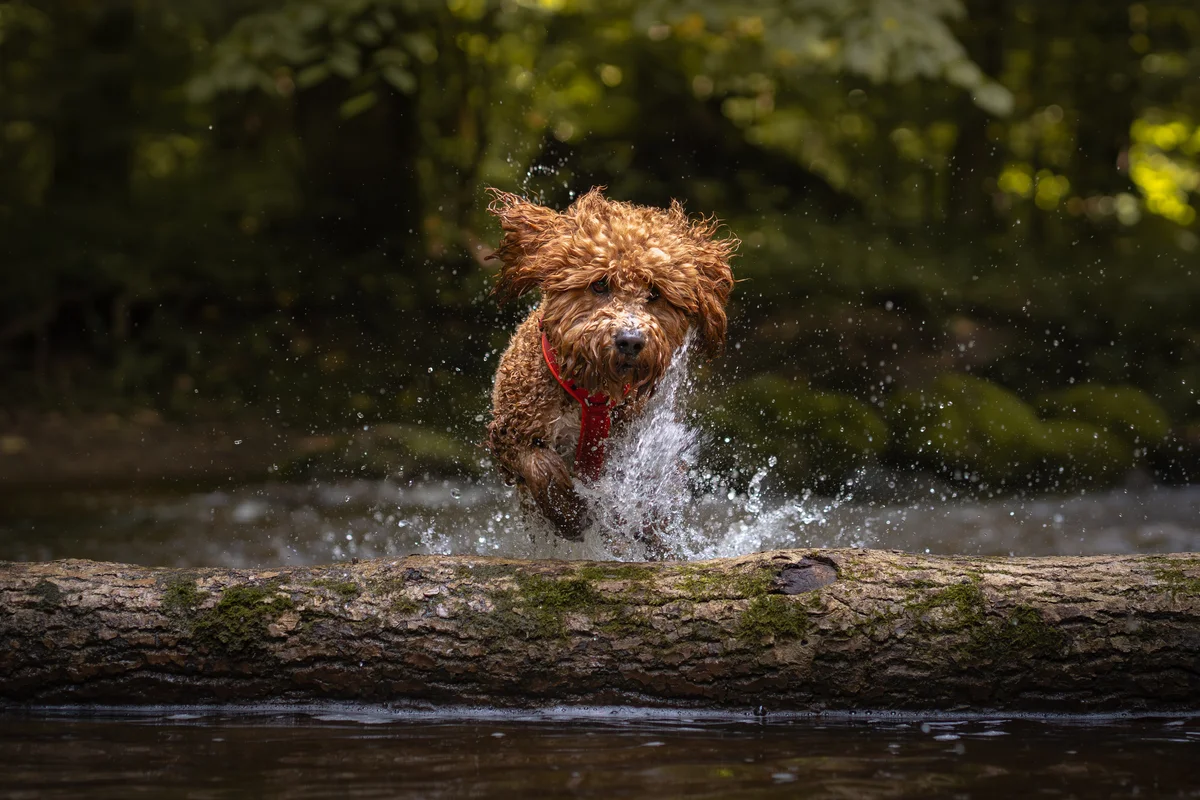 Dog in nature – location for action dog photos