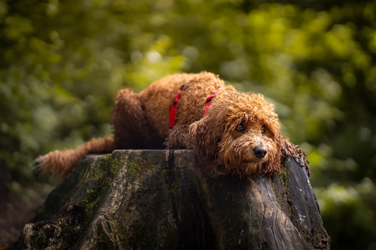 Hund am Fluss – Outdoor Hundefotografie München