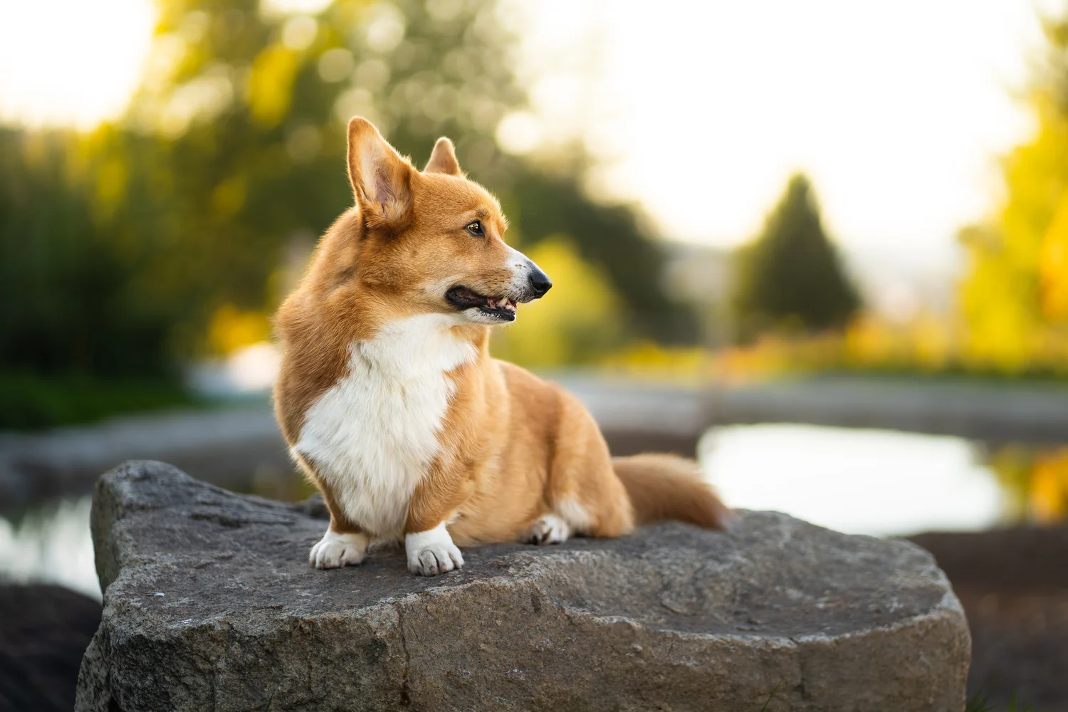 Hundefotoshooting München – Hund an der Isar