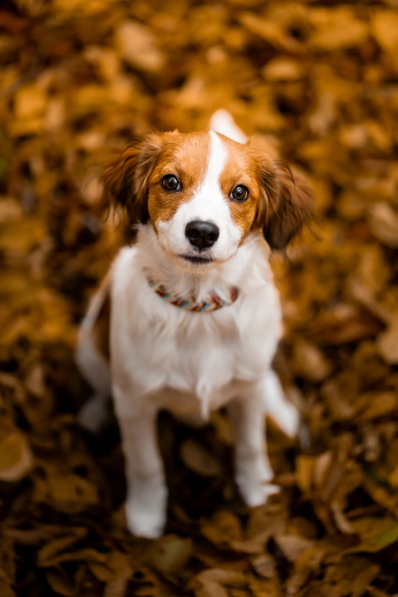 Hund im Herbstwald – Hundefotografie Bayern