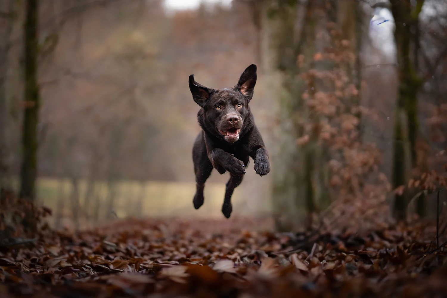 Actionreiche Hundebilder – So fotografierst du deinen Hund in Bewegung