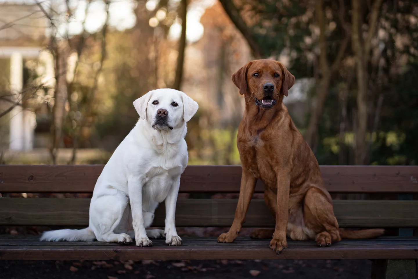 Hund in der Natur – Outdoor Hundefotografie