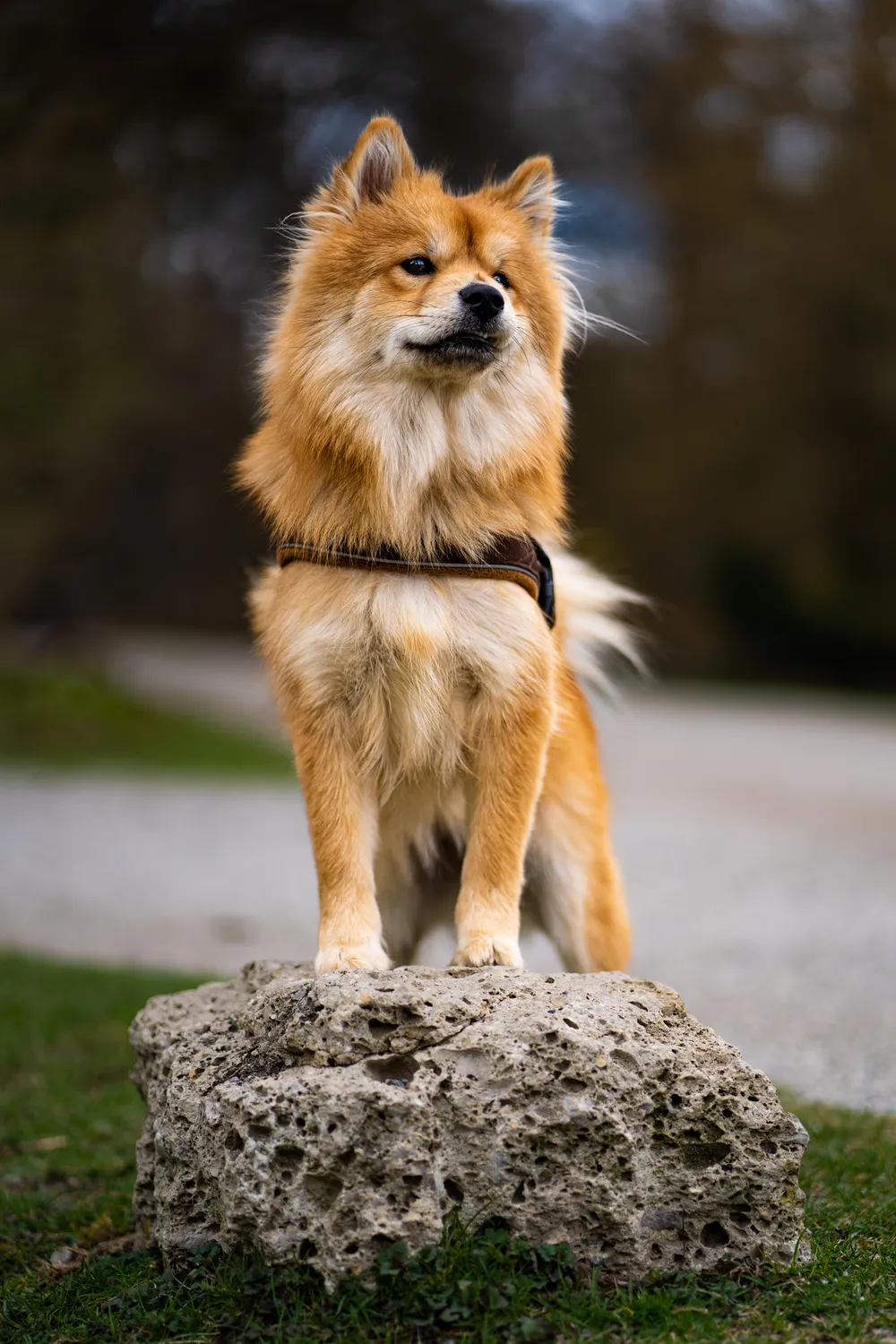 Hundefotografie München