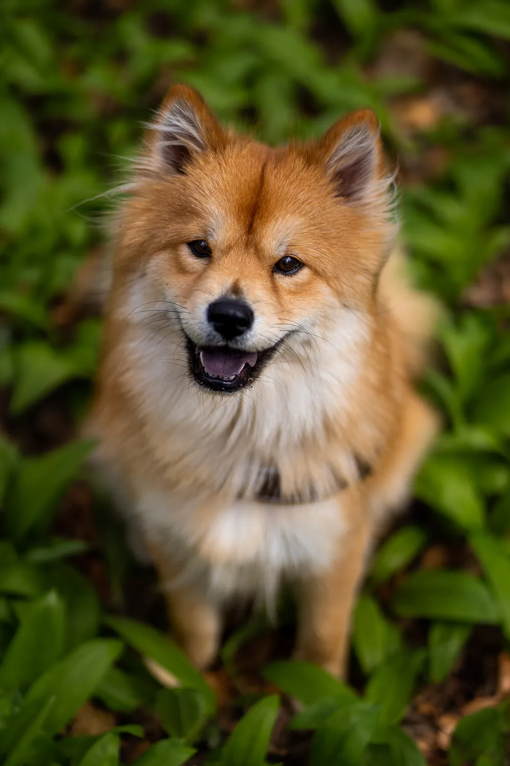 Hund beim Spielen – lebendige Hundefotos