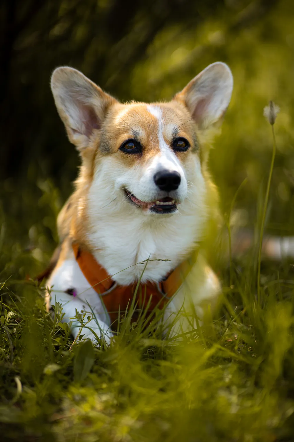 Hund beim Spielen – Actionfotografie München