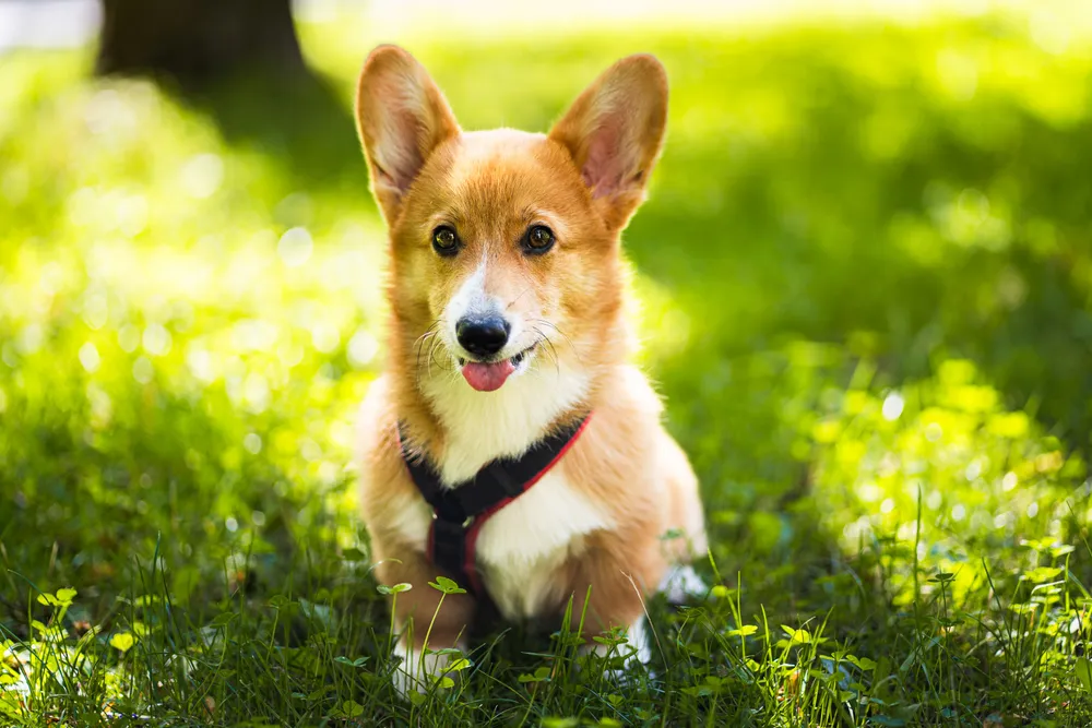 Welpenshooting München – junger Welpe auf einer Wiese