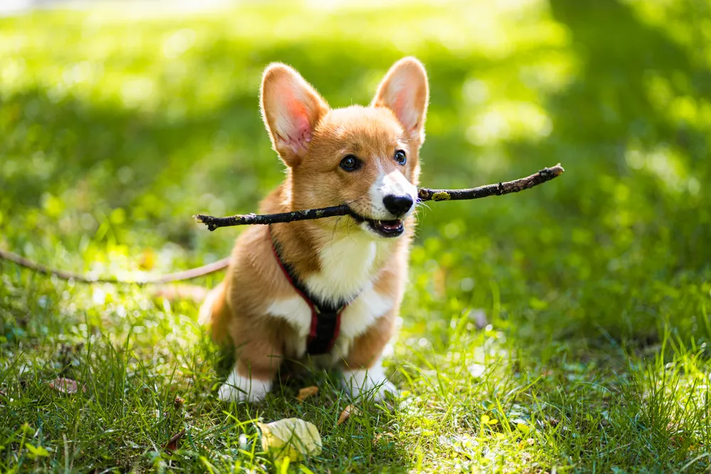 Warum professionelle Hundefotos eine wertvolle Erinnerung sind