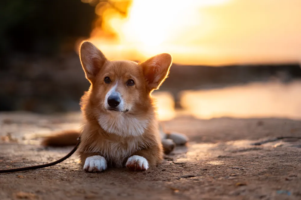 Welpenshooting München – Welpe erkundet vertrautes Outdoor-Gelände