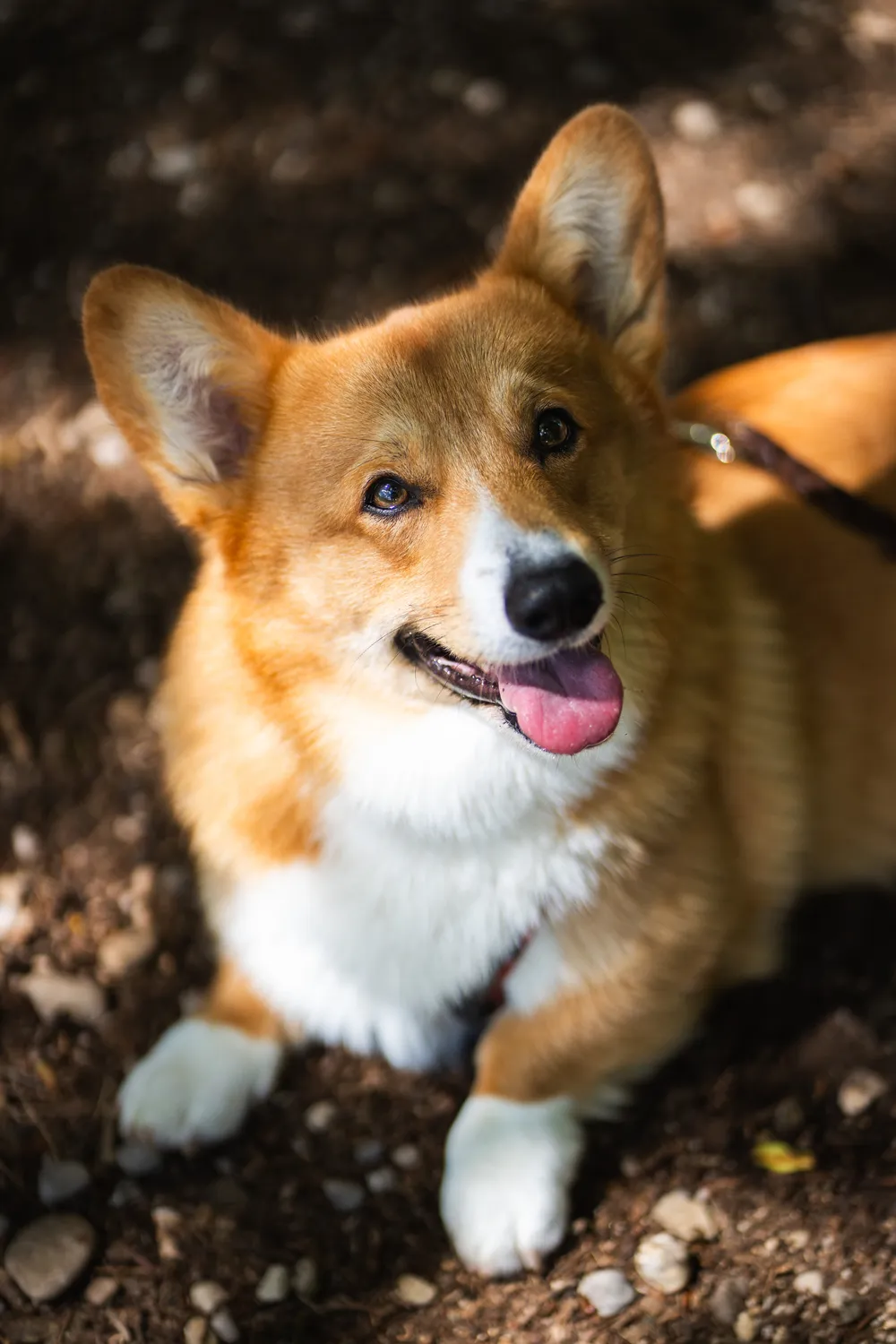 Hund auf dem Weg – Spaziergang Hundefotografie