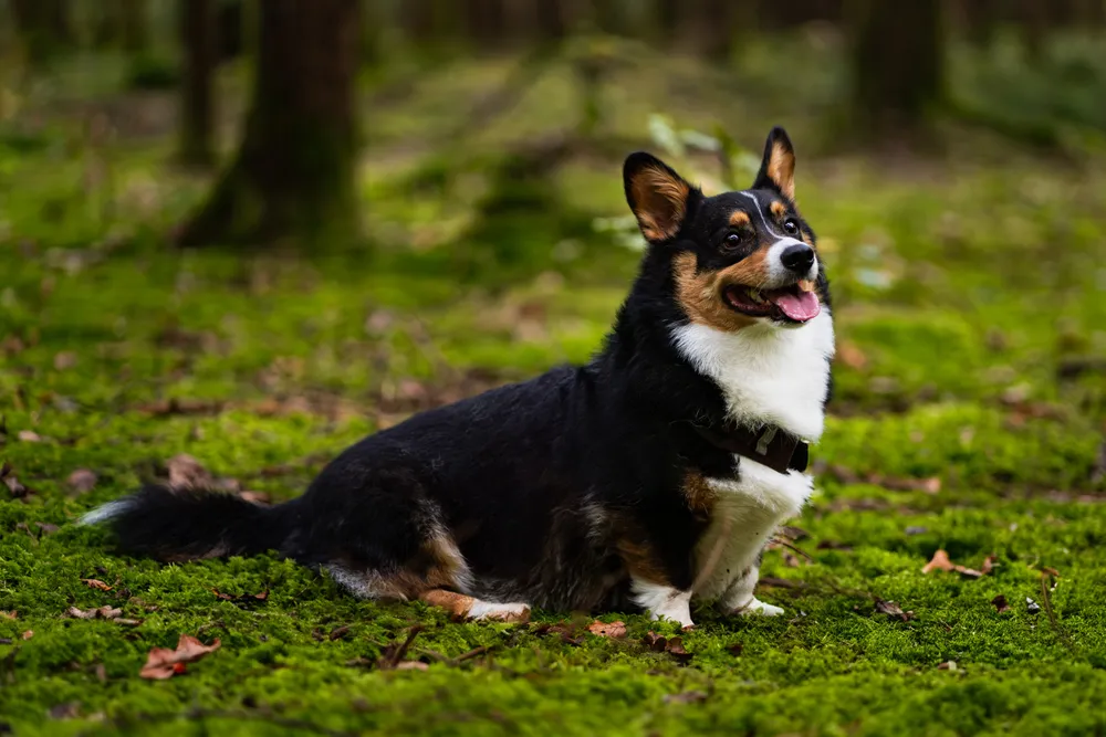 Hund im Bärlauch – Frühlingsfotografie München