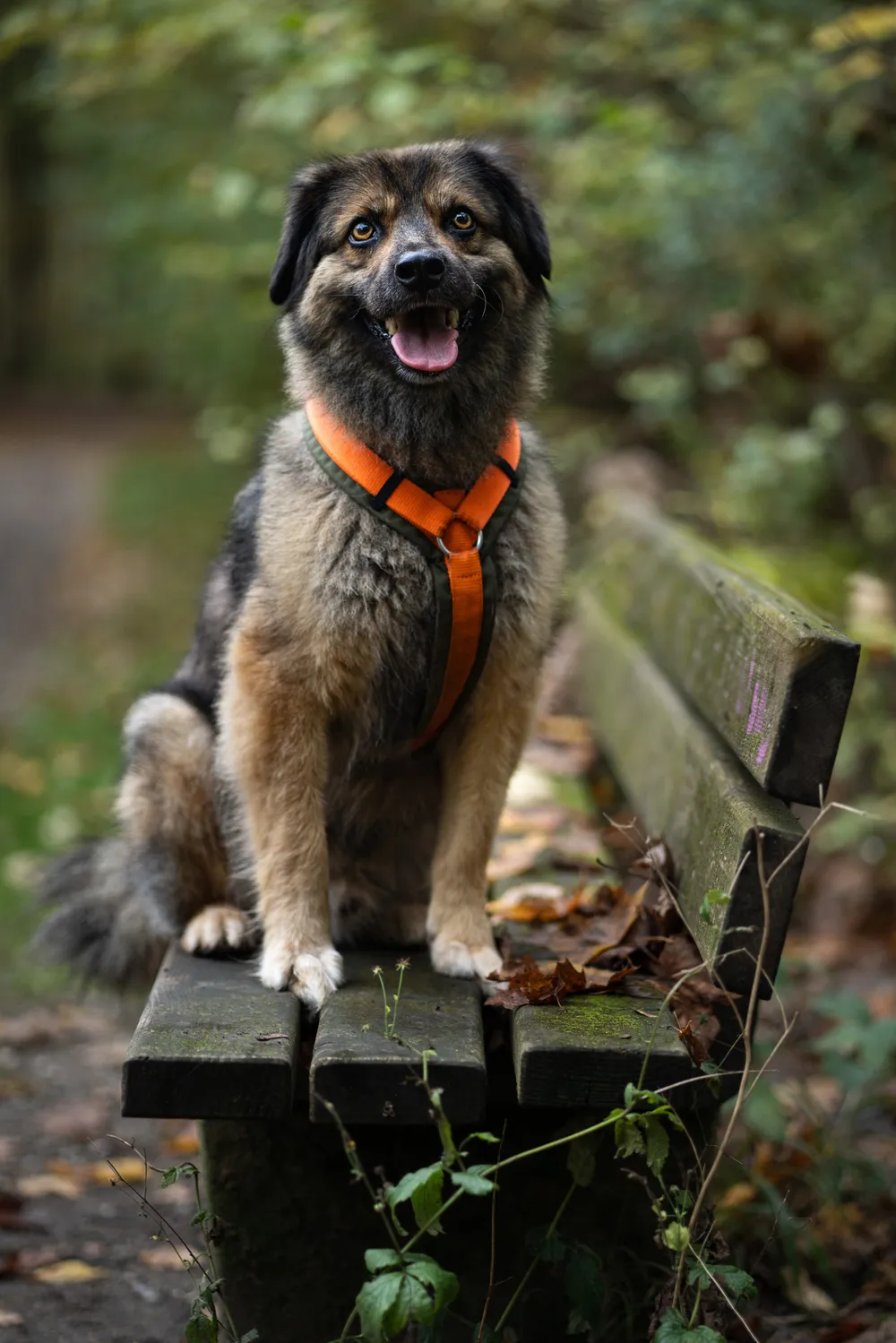 Hund auf der Wiese – Hundefotografie München