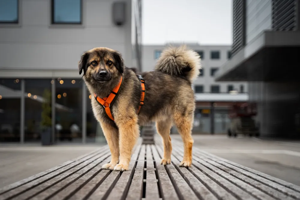 Hund im Wald – natürliche Waldfotos