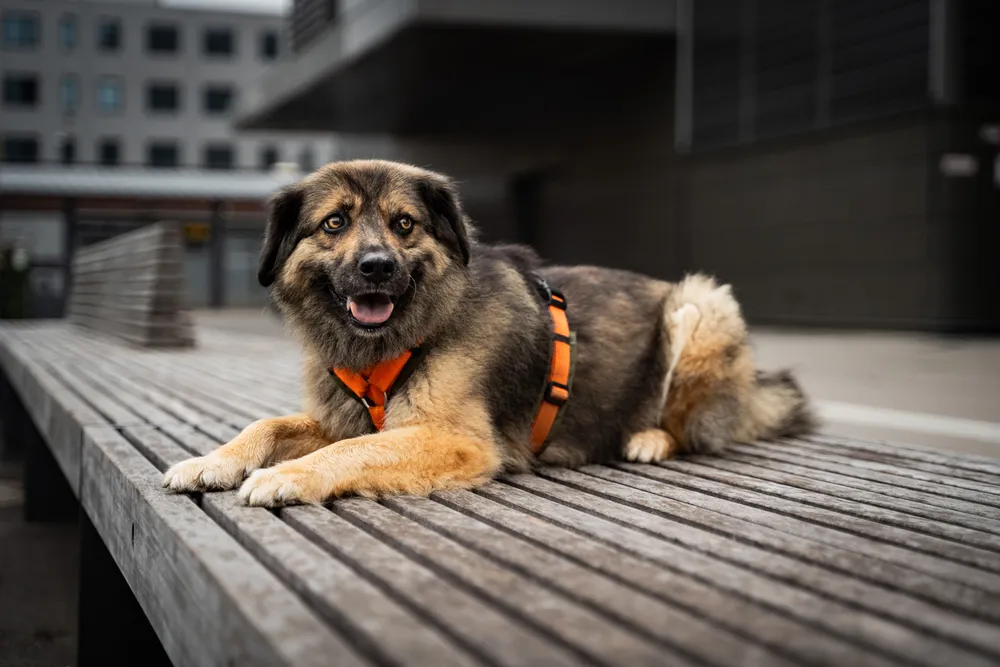 Hund auf einer Bank – urbane Hundefotografie