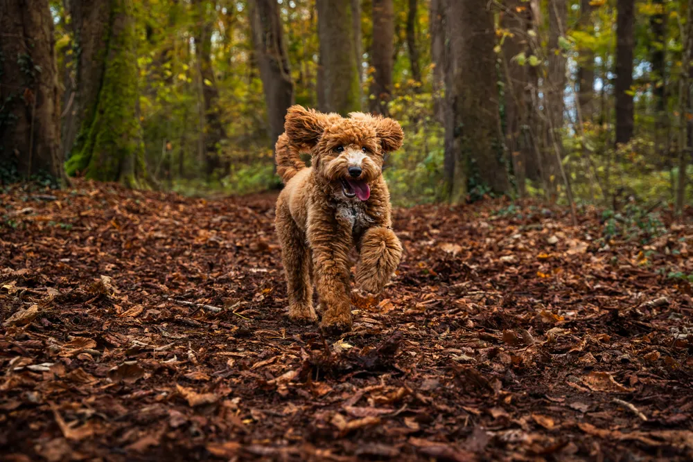 Hundefotografie München – Galerie