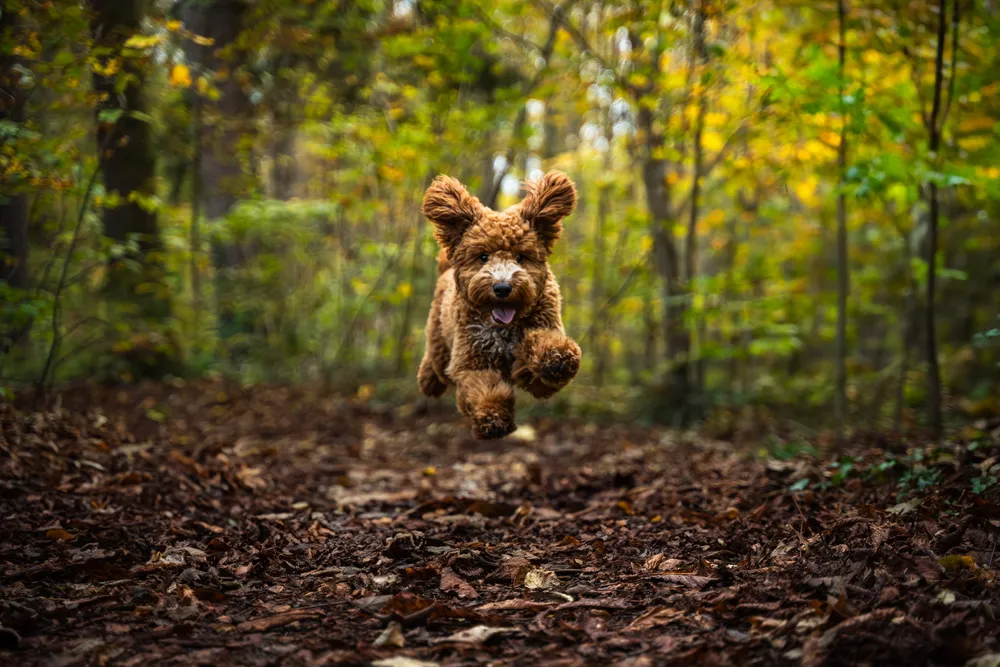 Hundefotografie München