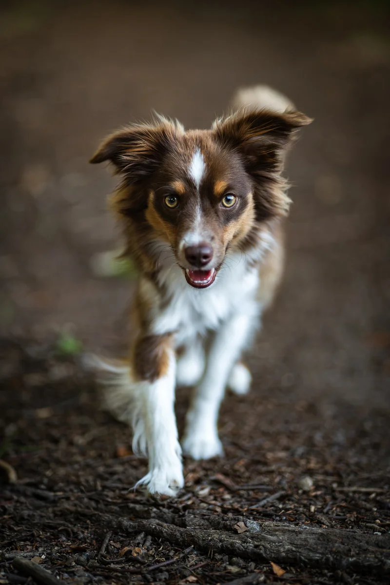 Hund springt – Actionfotografie Hund