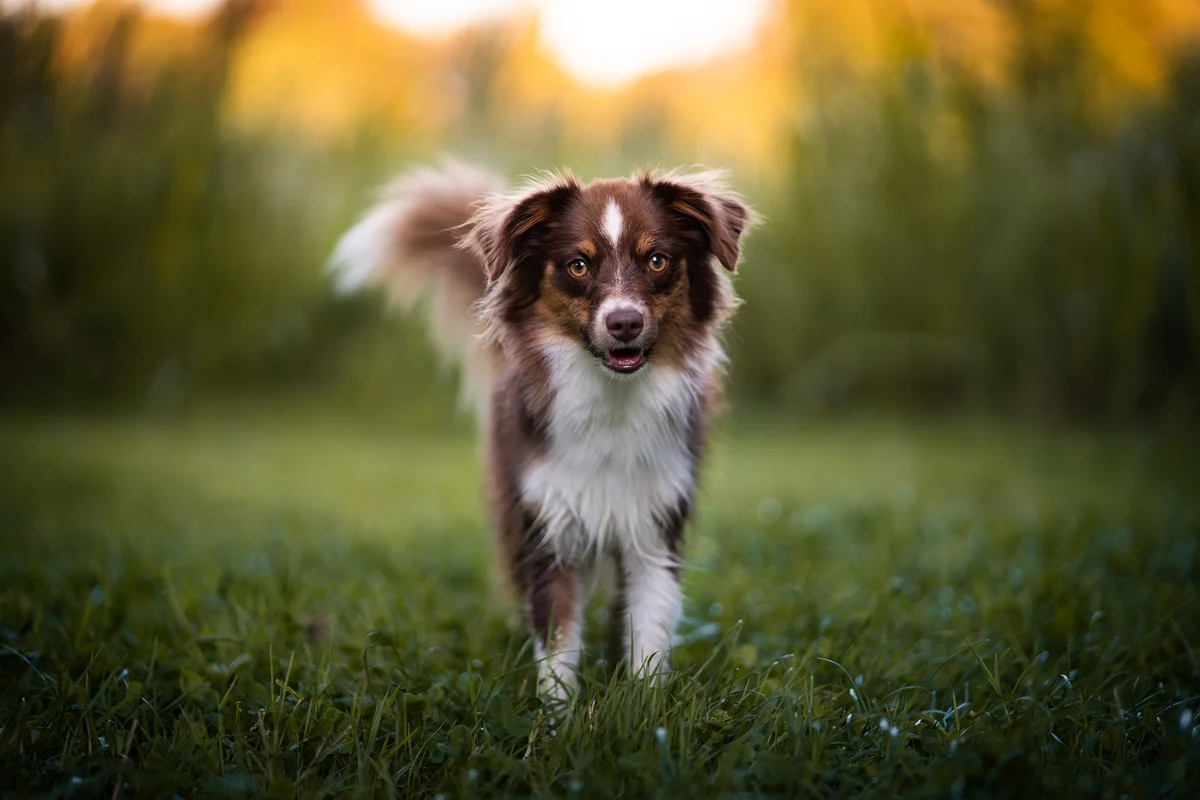 Cora & Flo mit Kayla