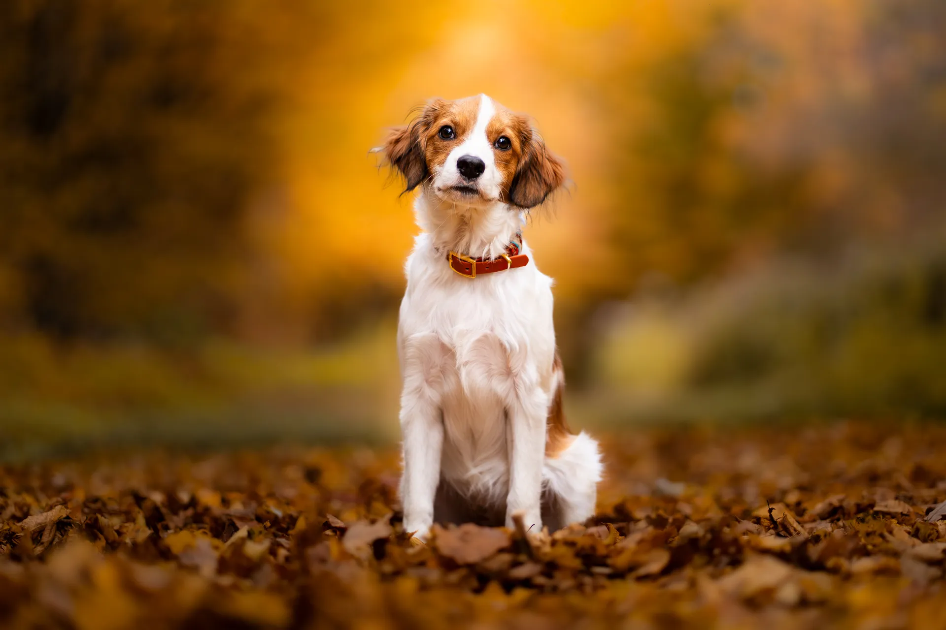 Hund in der Natur – Hundefotografie München