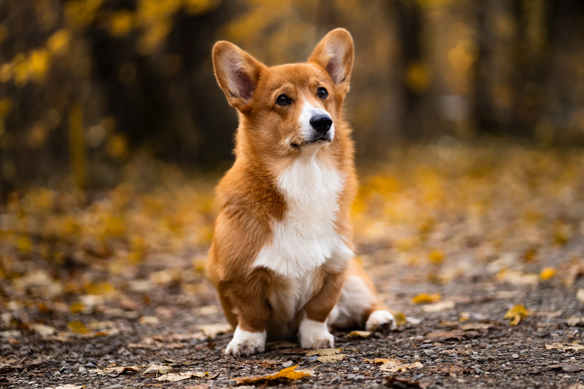 Hundefotoshooting München – Hund an der Isar