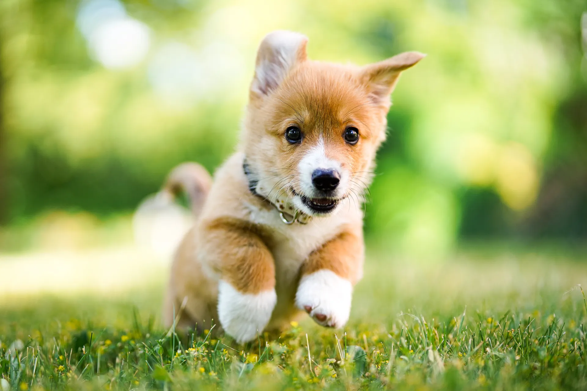 Welpenshooting München – junger Welpe auf einer Wiese