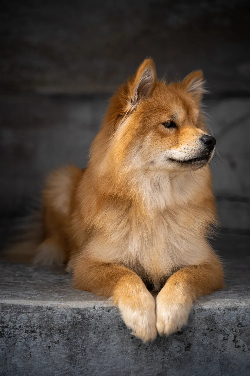 Hund in der Natur – Hundefotografie München